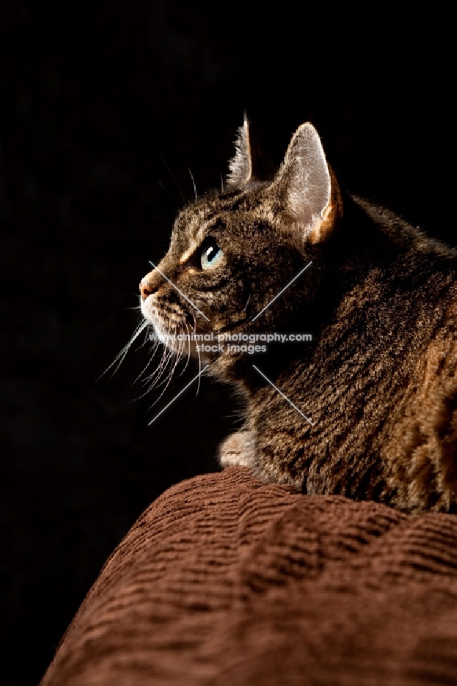Tabby cat looking up