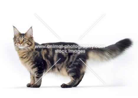 Brown Classic Tabby Maine Coon