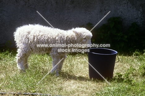 grey face dartmoor lamb looking into a bucket