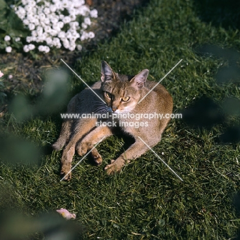 int ch cenicienta van mariëndaal abyssinian cat lying down on grass looking up at camera