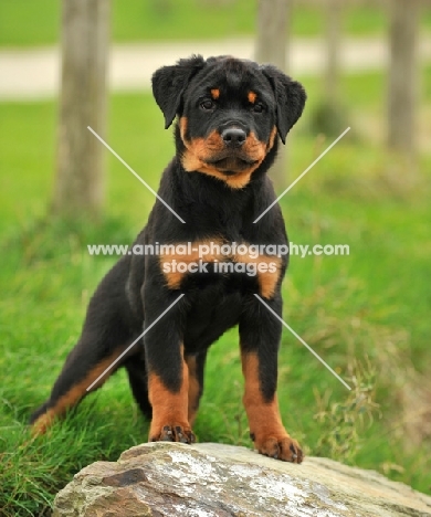 Rottweiler puppy