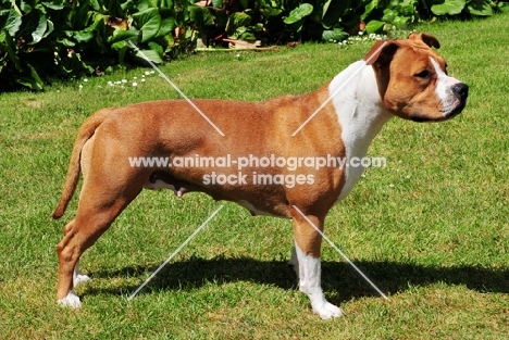 American Staffordshire Terrier bitch