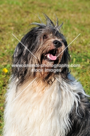 Polish Lowland Sheepdog looking up