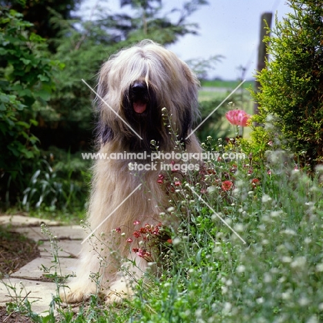 champion briard sitting by a flower border