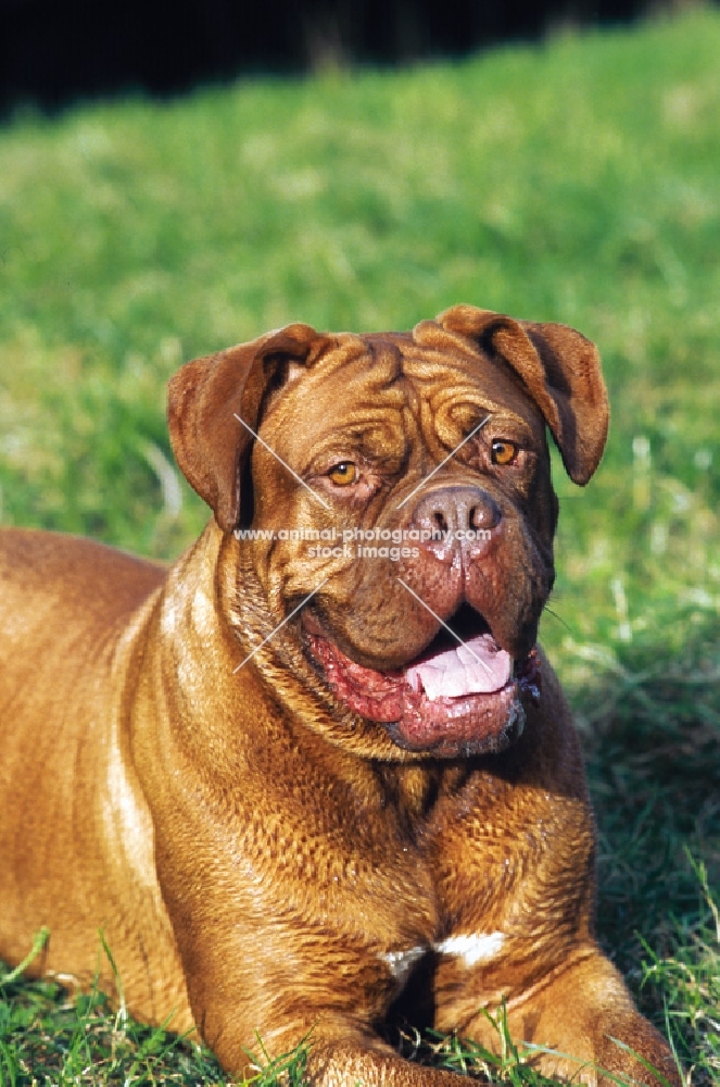 Dogue de Bordeaux, mouth open