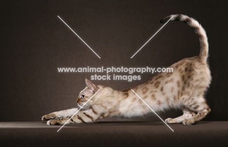 Bengal stretching