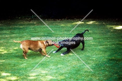 two staffordshire bull terriers tugging on a ring