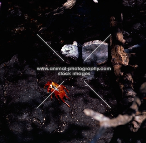 sally lightfoot crab and marine iguana, punta espinosa, fernandina island, galapagos islands