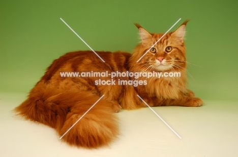 red main coon lying on green background