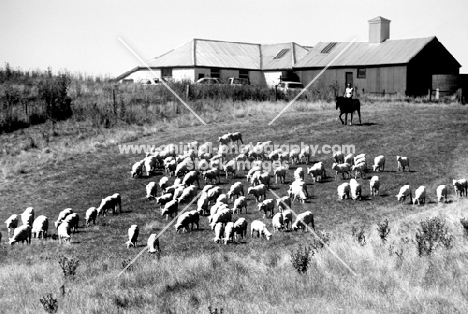 sheep in a field in australia