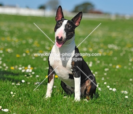 black and white English Bull Terrier, sitting down
