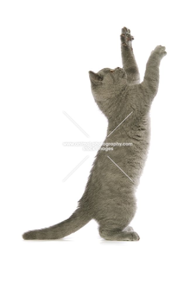 british shorthaired kitten standing on hind legs, reaching