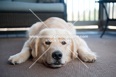 golden retriever lying down