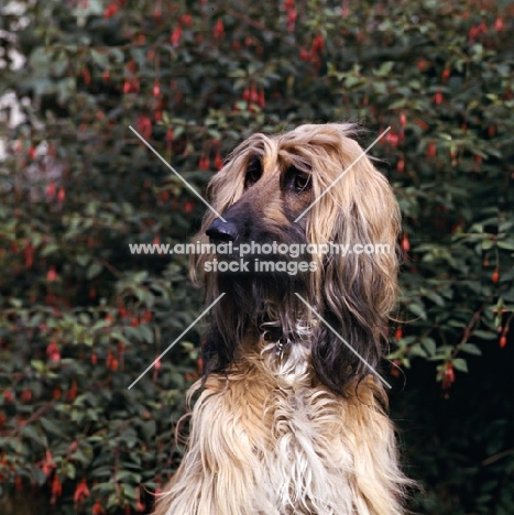 afghan hound head portrait