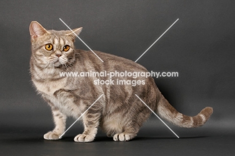 blue classic tabby American Shorthair cat