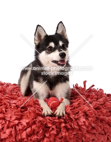 Alaskan Klee Kai dog lying down