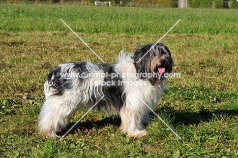 Polish Lowland Sheepdog on grass, side view