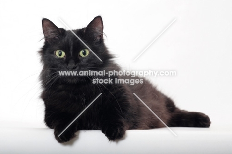 black longhaired Munchkin on white background