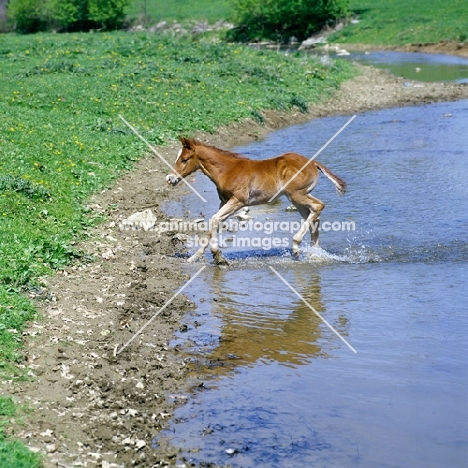 quarter horse foal in usa crossing a pond