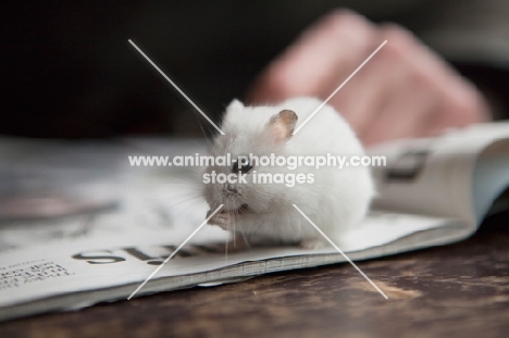 White Syrian Hamster sitting on newspaper