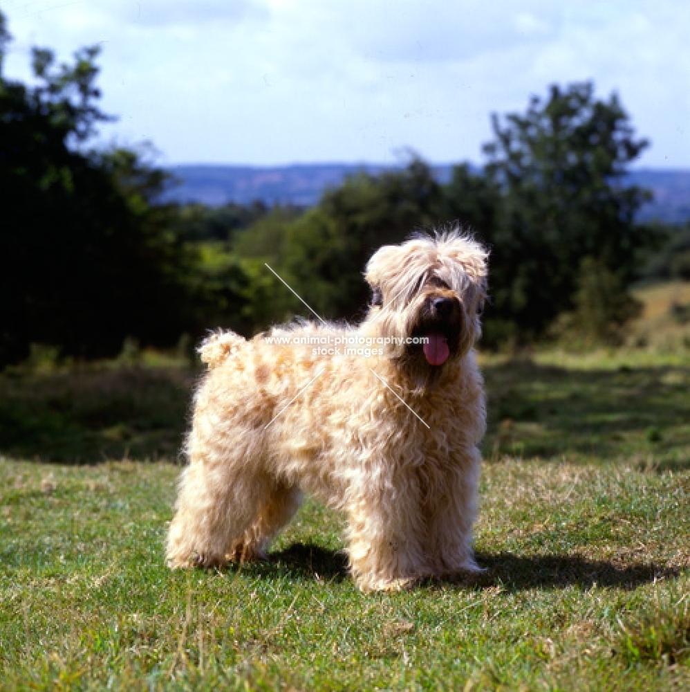 soft coated wheaten terrier, ch clondaw jill from up the hill at stevelyn standing on grass