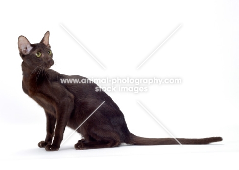 9 month old chocolate oriental shorthair