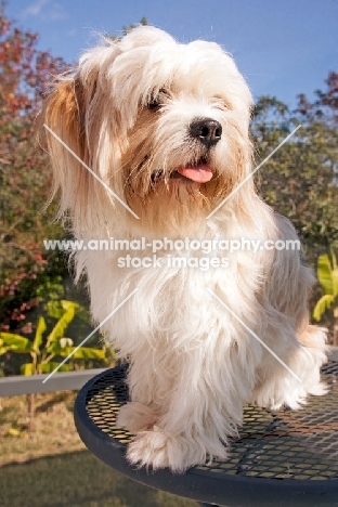 Lhasalier (Cavalier King Charles Spaniel cross Lhasa Apso Hybrid Dog)