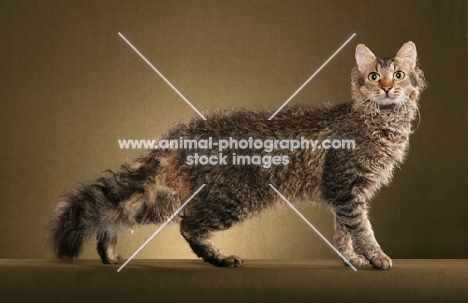 2 year old Brown Mackerel Tabby LaPerm Male Alter standing to Right looking at us.