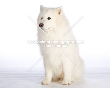 Samoyed on white background