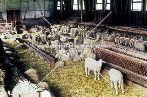 sheep in a barn at marbach, germany, some feeding