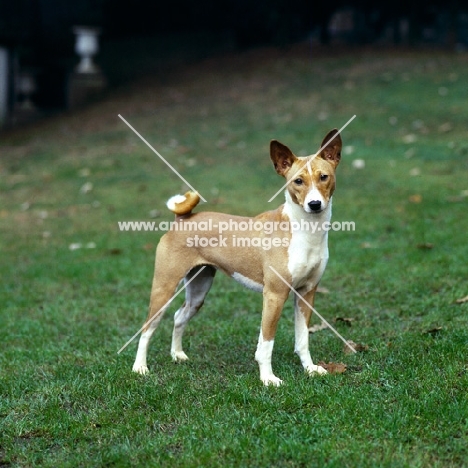 basenji standing on grass