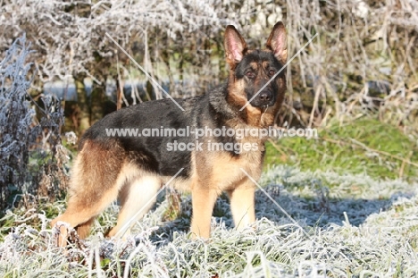 German Shepherd Dog (Alsatian) in frost