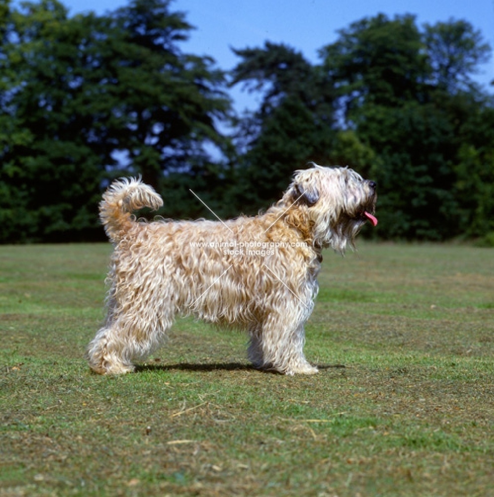 soft coated wheaten terrier,undocked, standing on grass