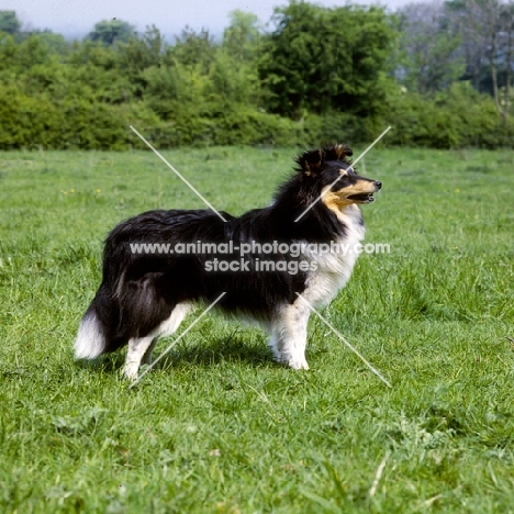 side view of shetland sheepdog