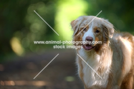 red merle australian shepherd in a natural environment