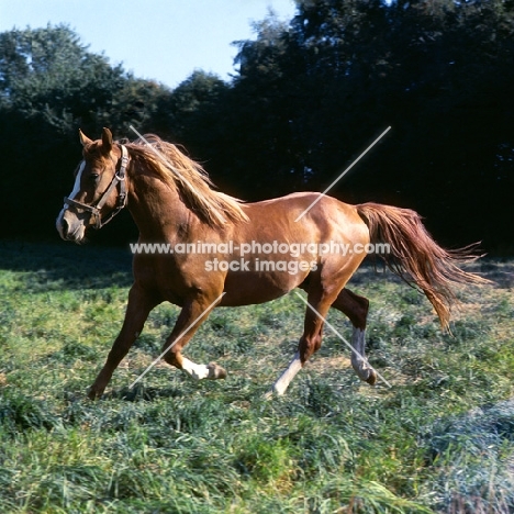 shagya arab colt trottting loose in field in denmark