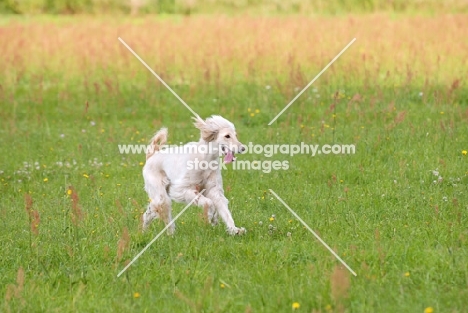 Taigan, sighthound of kyrgyzstan, running