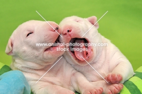 Bull Terrier puppies