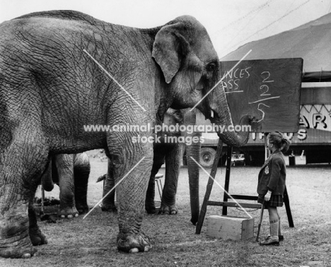 Elephant doing maths on blackboard 
