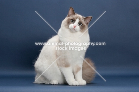 Seal Point Bi-Color ragdoll