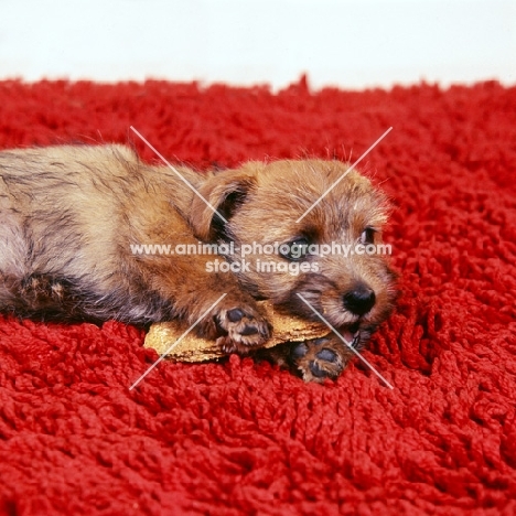 norfolk terrier puppy eating a biscuit