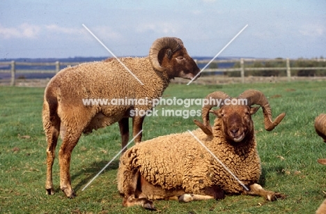 castlemilk moorit sheep at cotswold farm park