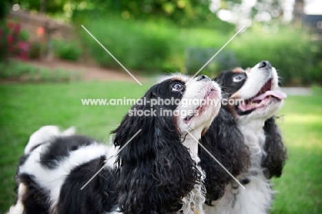 two cavalier king charles spaniels in profile