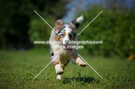 Blue merle australian shepherd jumping