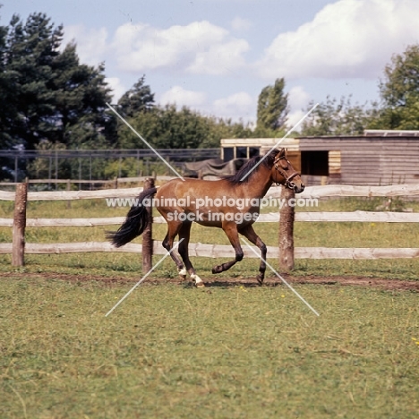 Moroun Caspian Pony caterning in field 