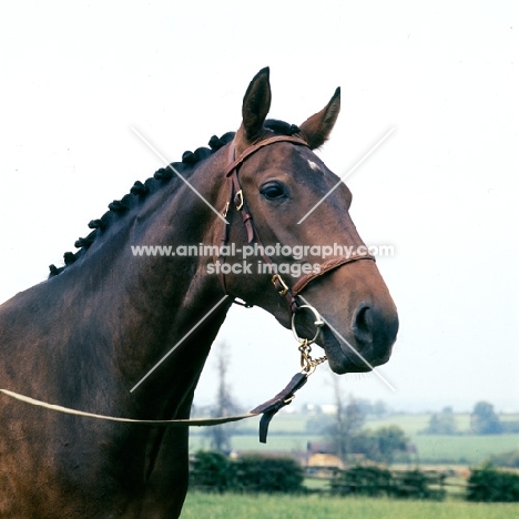 middle weight hunter, sammy dasher, portrait