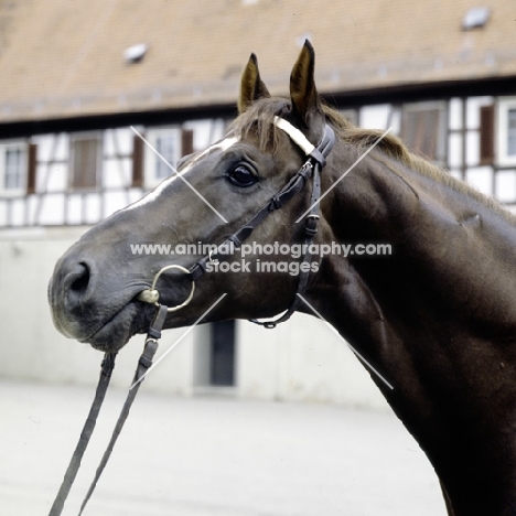 maifurst, württemberger stallion at marbach 