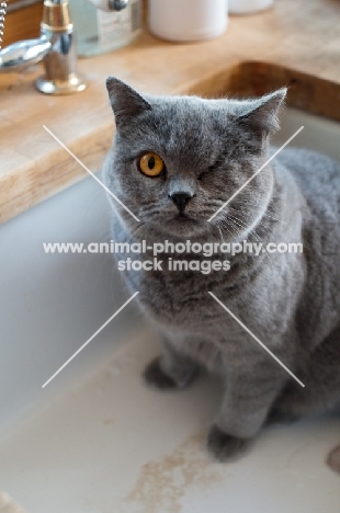 blue British Shorthair cat with only one eye