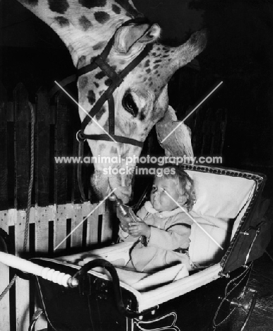 toddler giving a Giraffe her bottle to drink