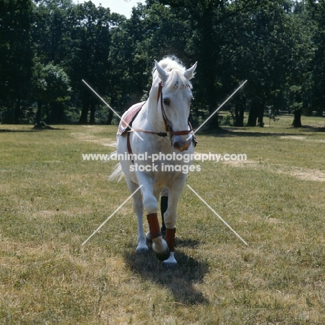 Lipizzaner stallion at Lipica on long rein before display